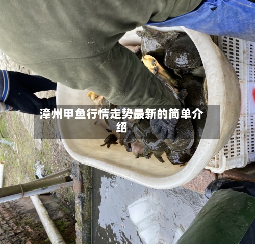 漳州甲鱼行情走势最新的简单介绍