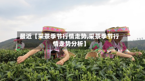 最近【采茶季节行情走势,采茶季节行情走势分析】
