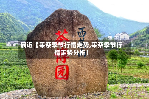 最近【采茶季节行情走势,采茶季节行情走势分析】-第2张图片