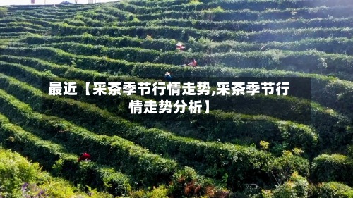 最近【采茶季节行情走势,采茶季节行情走势分析】-第3张图片