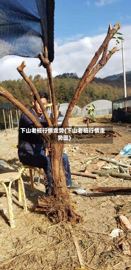 下山老桩行情走势(下山老桩行情走势图)
