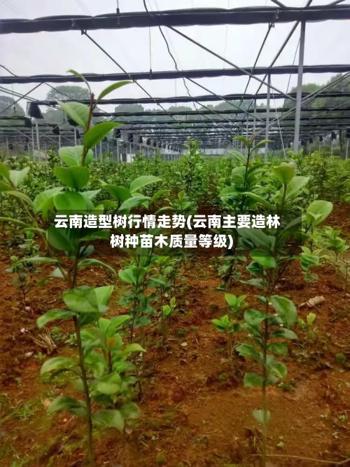云南造型树行情走势(云南主要造林树种苗木质量等级)