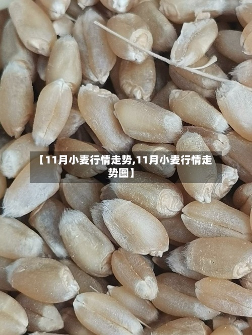 【11月小麦行情走势,11月小麦行情走势图】