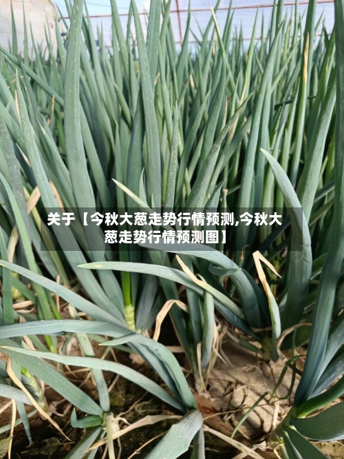 关于【今秋大葱走势行情预测,今秋大葱走势行情预测图】-第2张图片