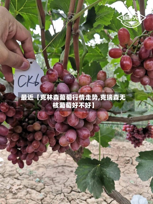 最近【克林森葡萄行情走势,克瑞森无核葡萄好不好】