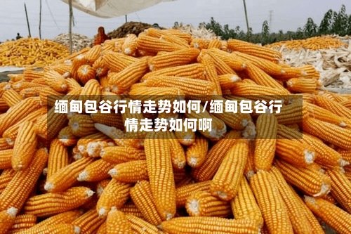 缅甸包谷行情走势如何/缅甸包谷行情走势如何啊