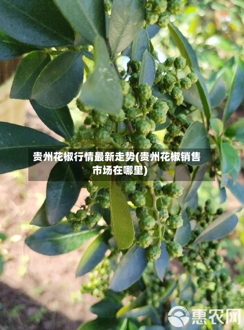 贵州花椒行情最新走势(贵州花椒销售市场在哪里)-第3张图片