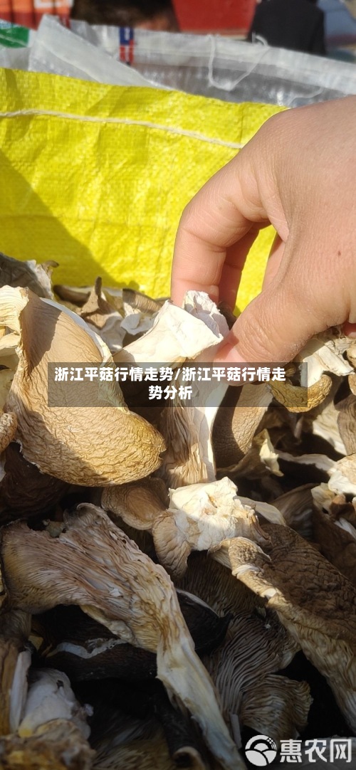浙江平菇行情走势/浙江平菇行情走势分析