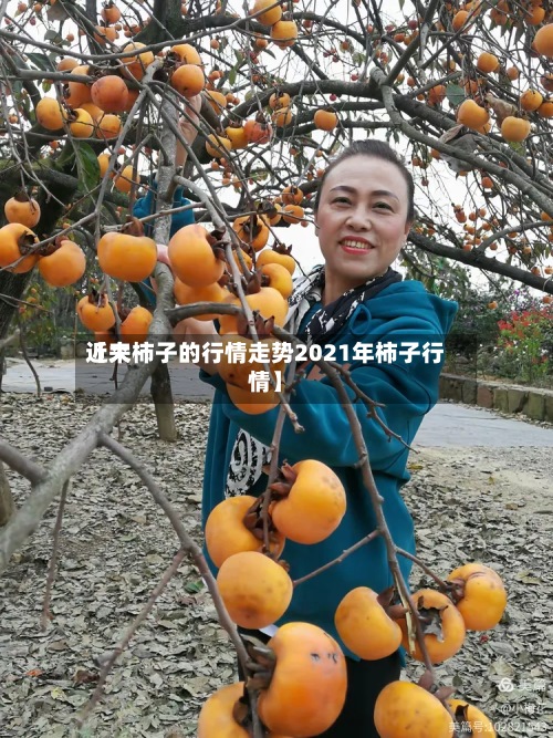 近来【大柿子的行情走势2021年柿子行情】