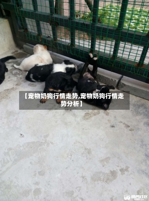 【宠物奶狗行情走势,宠物奶狗行情走势分析】