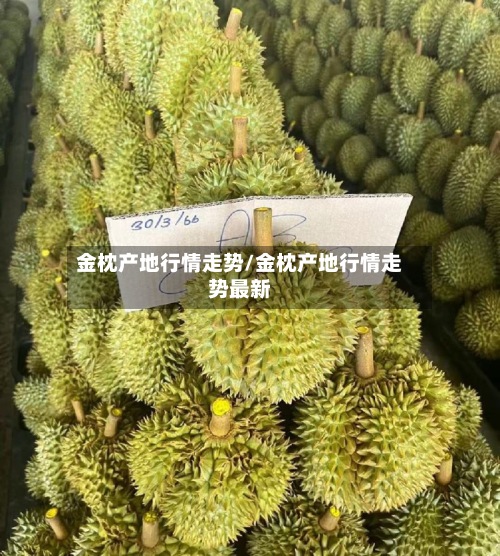 金枕产地行情走势/金枕产地行情走势最新-第2张图片
