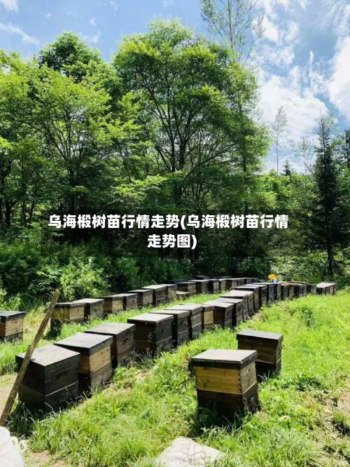 乌海椴树苗行情走势(乌海椴树苗行情走势图)