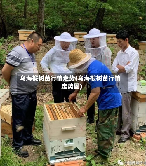 乌海椴树苗行情走势(乌海椴树苗行情走势图)-第2张图片