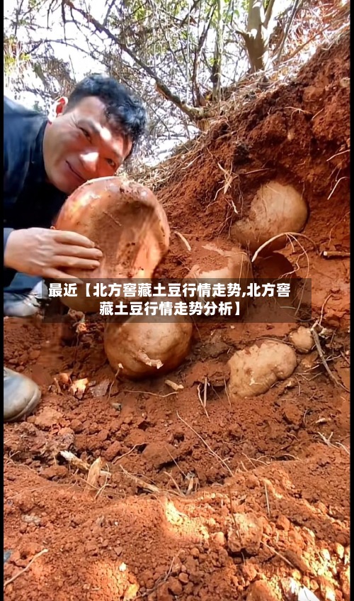 最近【北方窖藏土豆行情走势,北方窖藏土豆行情走势分析】