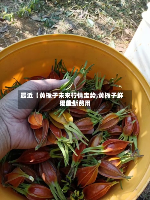 最近【黄栀子未来行情走势,黄栀子鲜果最新费用行情】