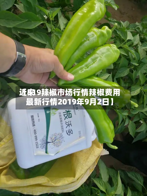 近来【819辣椒市场行情辣椒费用最新行情2019年9月2日】