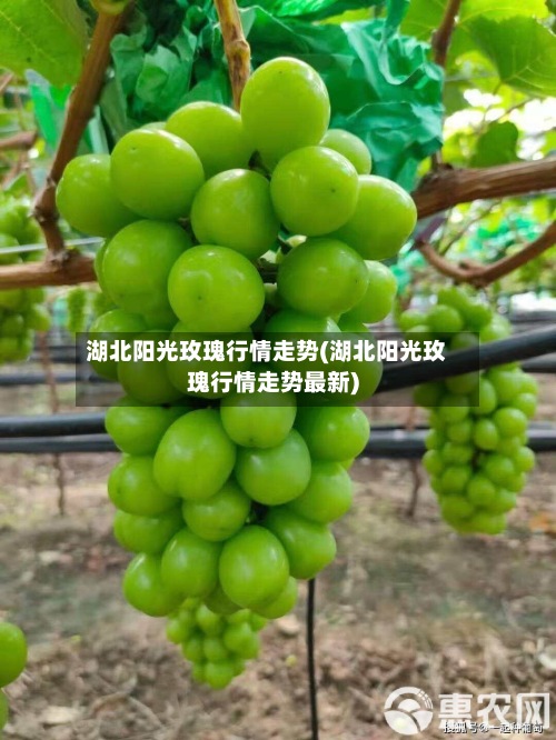 湖北阳光玫瑰行情走势(湖北阳光玫瑰行情走势最新)