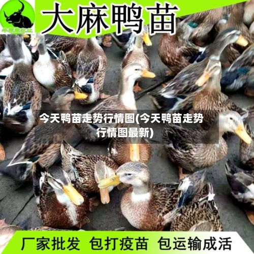 今天鸭苗走势行情图(今天鸭苗走势行情图最新)