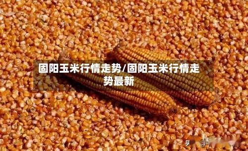固阳玉米行情走势/固阳玉米行情走势最新-第2张图片