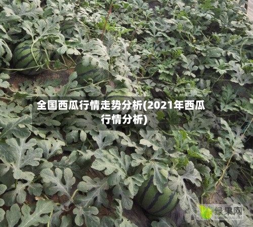 全国西瓜行情走势分析(2021年西瓜行情分析)