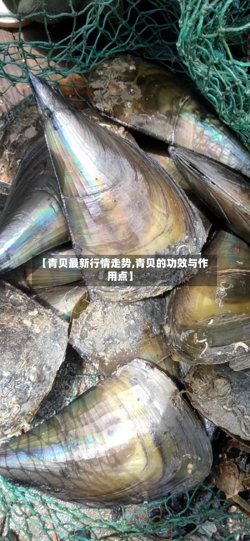 【青贝最新行情走势,青贝的功效与作用点】-第3张图片