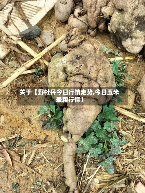 关于【野牡丹今日行情走势,今日玉米费用最新行情】-第2张图片