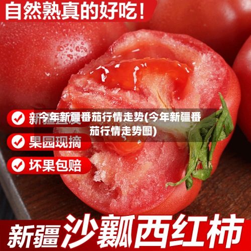 今年新疆番茄行情走势(今年新疆番茄行情走势图)