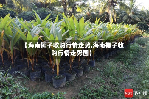 【海南椰子收购行情走势,海南椰子收购行情走势图】-第2张图片