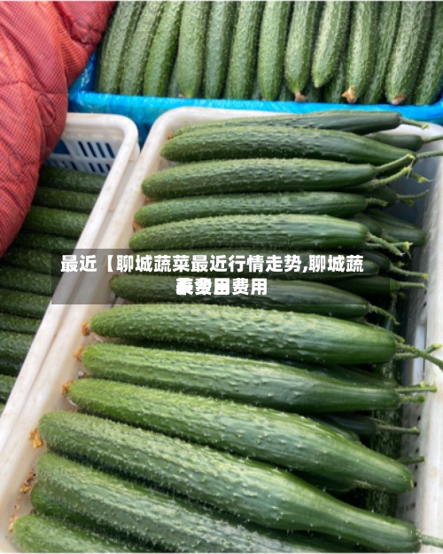 最近【聊城蔬菜最近行情走势,聊城蔬菜费用表今日费用】
