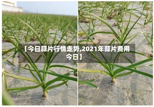 【今日蒜片行情走势,2021年蒜片费用今日】-第2张图片
