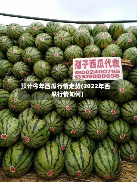 预计今年西瓜行情走势(2022年西瓜行情如何)-第2张图片