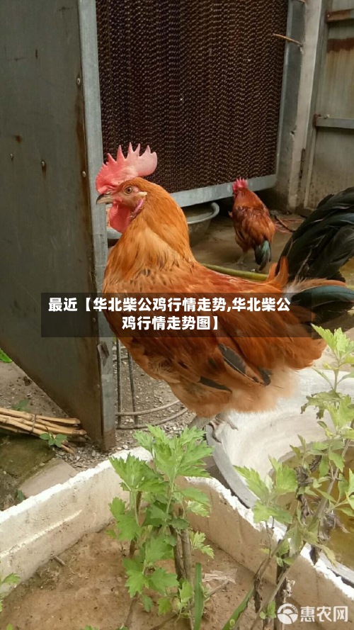 最近【华北柴公鸡行情走势,华北柴公鸡行情走势图】