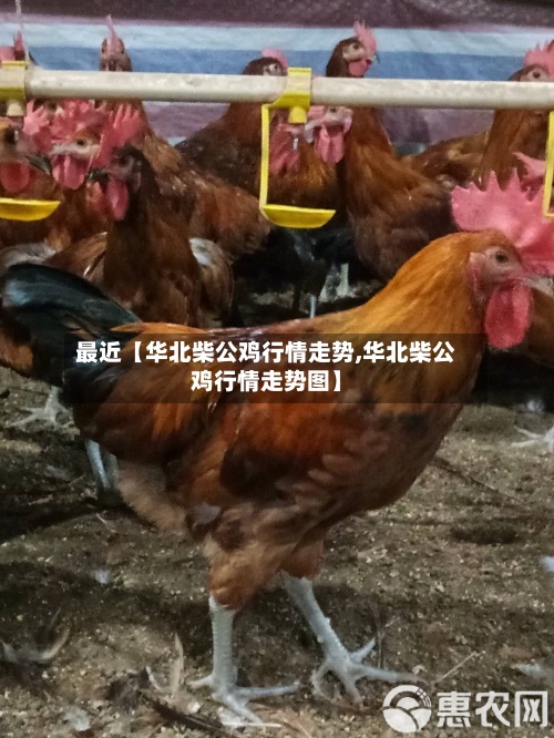 最近【华北柴公鸡行情走势,华北柴公鸡行情走势图】-第2张图片