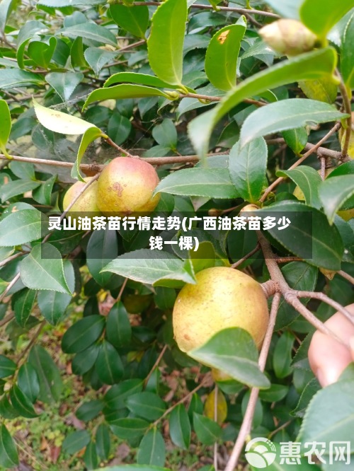 灵山油茶苗行情走势(广西油茶苗多少钱一棵)