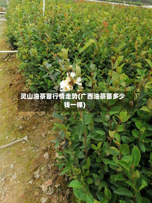 灵山油茶苗行情走势(广西油茶苗多少钱一棵)-第3张图片