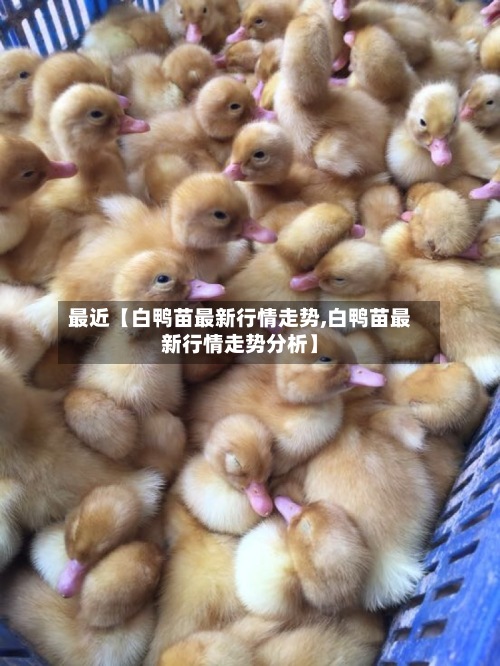 最近【白鸭苗最新行情走势,白鸭苗最新行情走势分析】-第3张图片