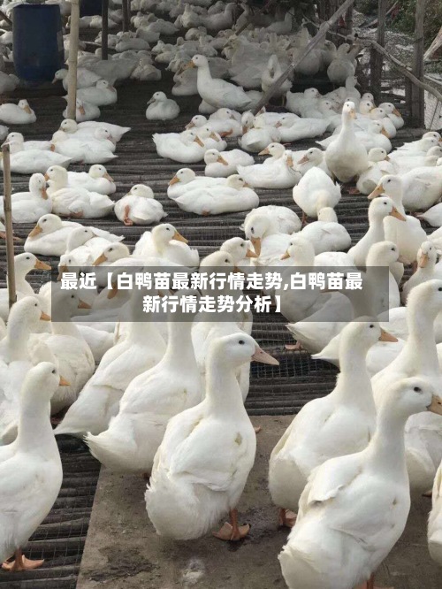 最近【白鸭苗最新行情走势,白鸭苗最新行情走势分析】-第2张图片