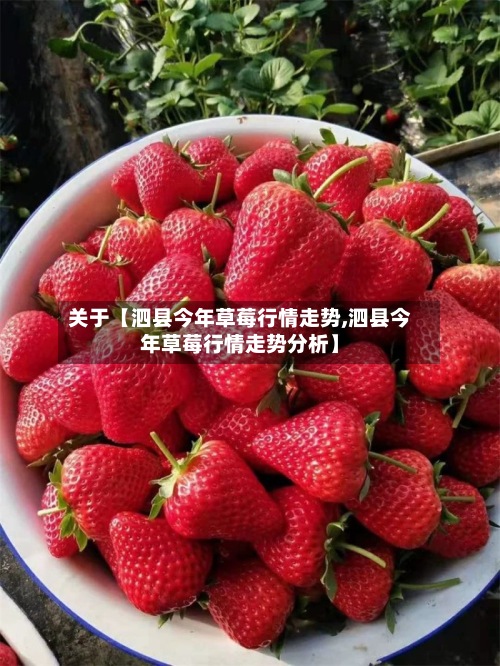 关于【泗县今年草莓行情走势,泗县今年草莓行情走势分析】-第2张图片