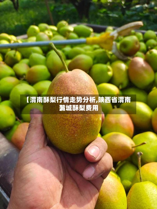 【渭南酥梨行情走势分析,陕西省渭南蒲城酥梨费用】