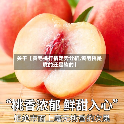 关于【黄毛桃行情走势分析,黄毛桃是脆的还是软的】-第2张图片
