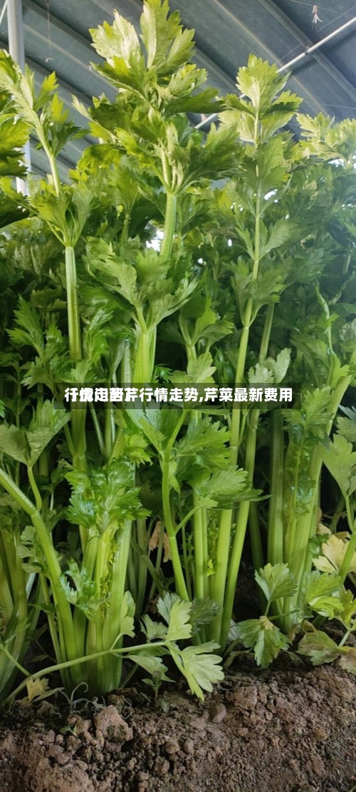 【虎门西芹行情走势,芹菜最新费用
行情走势】