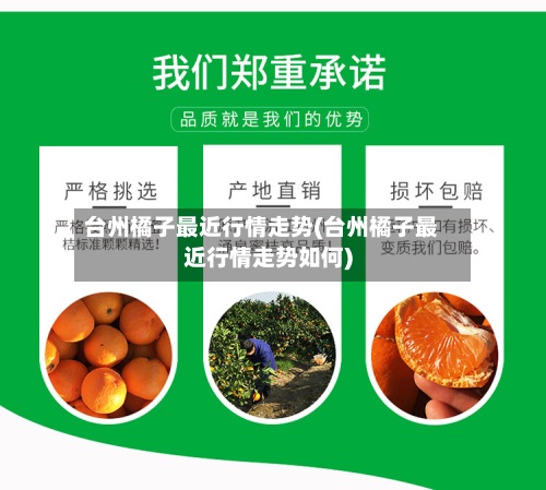 台州橘子最近行情走势(台州橘子最近行情走势如何)