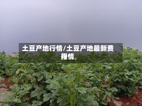 土豆产地行情/土豆产地最新费用行情-第3张图片