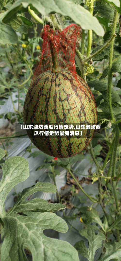 【山东潍坊西瓜行情走势,山东潍坊西瓜行情走势最新消息】-第2张图片