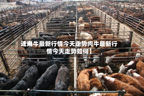 近来
【肉牛最新行情今天走势肉牛最新行情今天走势如何】-第3张图片