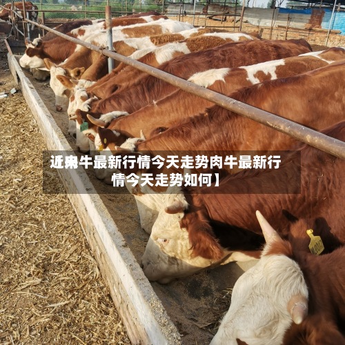 近来
【肉牛最新行情今天走势肉牛最新行情今天走势如何】