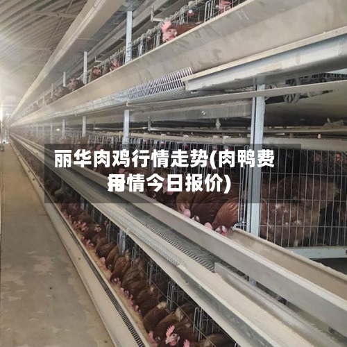 丽华肉鸡行情走势(肉鸭费用
行情今日报价)