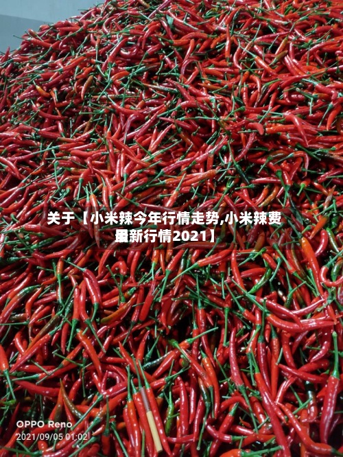 关于【小米辣今年行情走势,小米辣费用
最新行情2021】-第3张图片