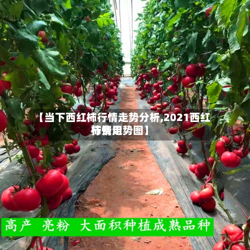 【当下西红柿行情走势分析,2021西红柿费用
行情走势图】