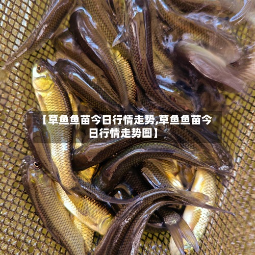 【草鱼鱼苗今日行情走势,草鱼鱼苗今日行情走势图】